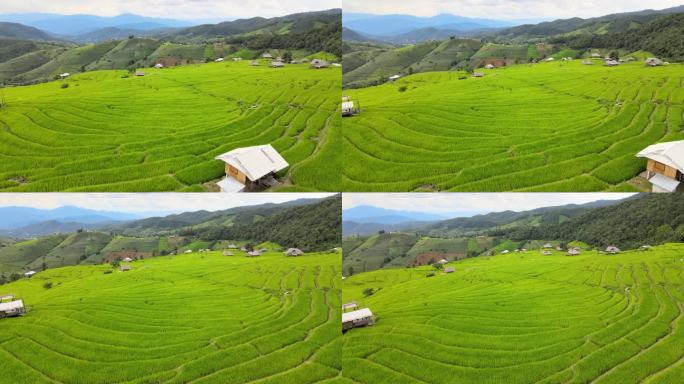 泰国清迈湄湛帕邦坪的稻田。