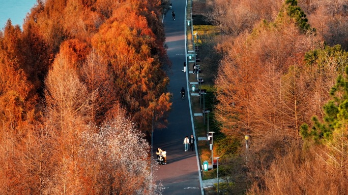 健康幸福生活湖边散步城市生态湖居唯美秋天