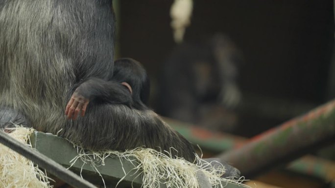 在动物园栖息地，濒临灭绝的西部黑猩猩宝宝紧紧抓住妈妈，妈妈在周围的干草中保护它们。