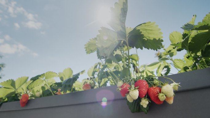 几个多汁的草莓在阳光下成熟了。静态的照片