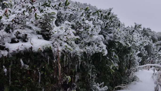 冬天春天寒潮冷空气冻雨冰冻茶园茶叶茶树