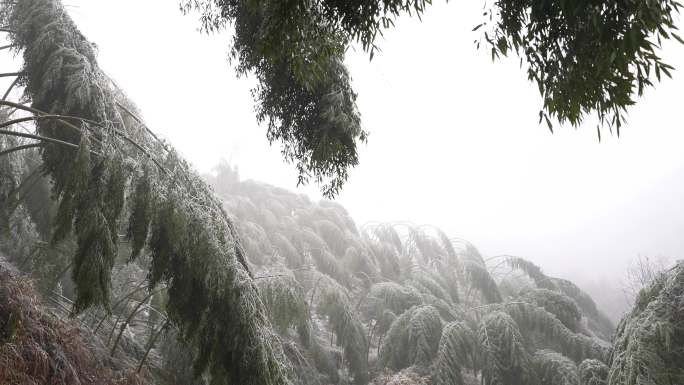 寒潮冷空气冰冻倒春寒竹山竹林竹海冻雨冰冻