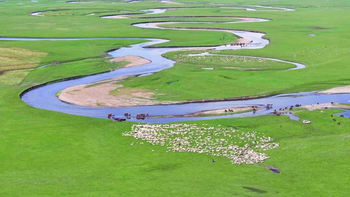 航拍呼伦贝莫日格勒河牛羊成群