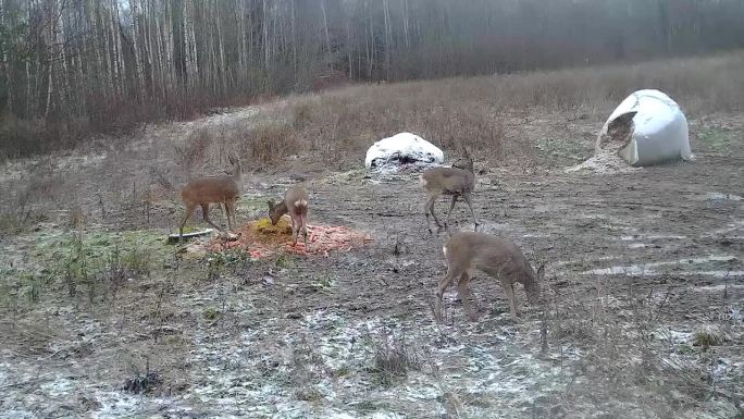 一群小鹿在猎场觅食