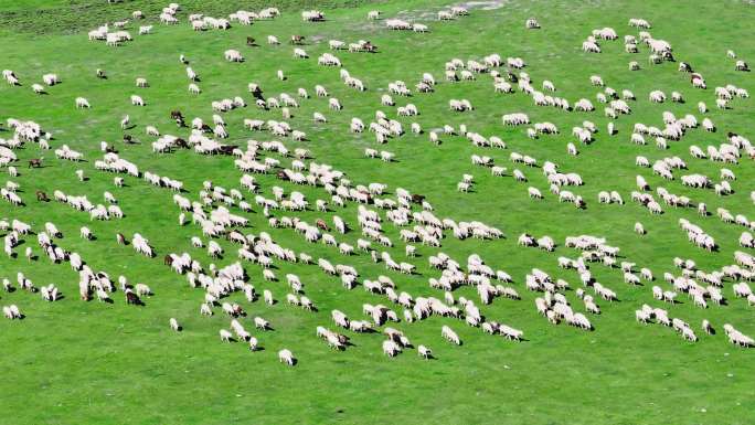 呼伦贝尔大草原上的羊群