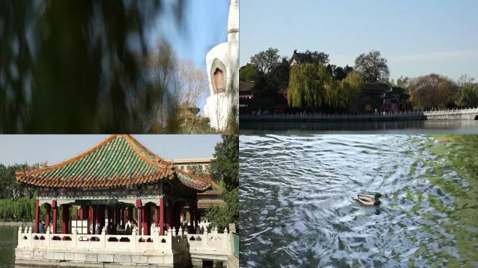 北京 北海公园 白塔 湖面上的鸳鸯