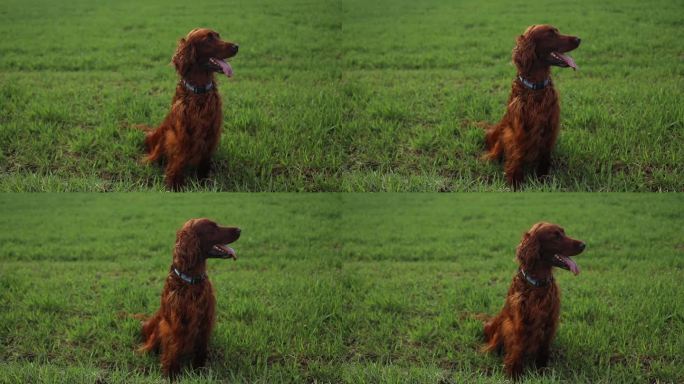 美丽的红色塞特狗站在后院的田野里环顾四周。散步、休息。自然界中的宠物