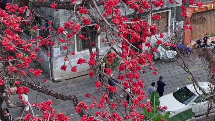 中国广东省广州市海珠区黄埔村木棉花