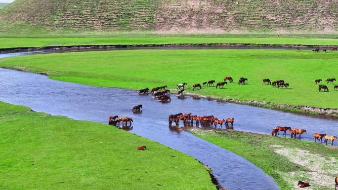 莫日格勒河边的马群过河航拍