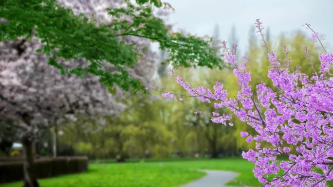 春天的景色，粉红色的宇宙花在前景和绿色的草地为背景。粉红色的宇宙在风中摇曳。粉红色的花。春天的季节到
