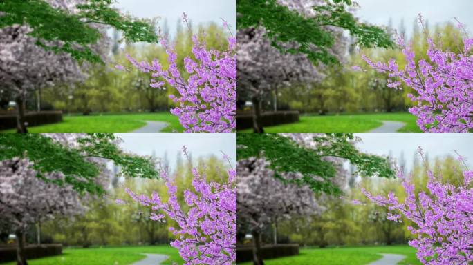 春天的景色，粉红色的宇宙花在前景和绿色的草地为背景。粉红色的宇宙在风中摇曳。粉红色的花。春天的季节到