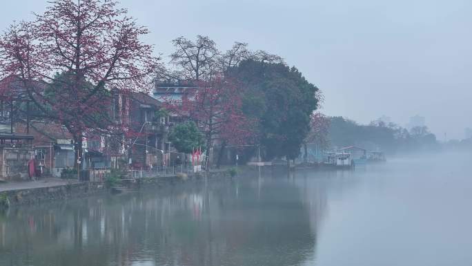 中国广东省佛山市顺德区勒北渡口木棉花