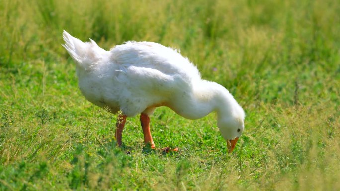 小鹅贪婪地吃着农场附近的草。夏天吃草的动物。食品的概念。