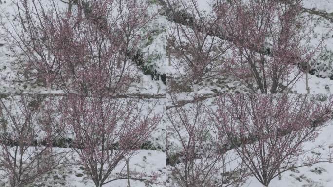 梅花红梅雪地里的梅花