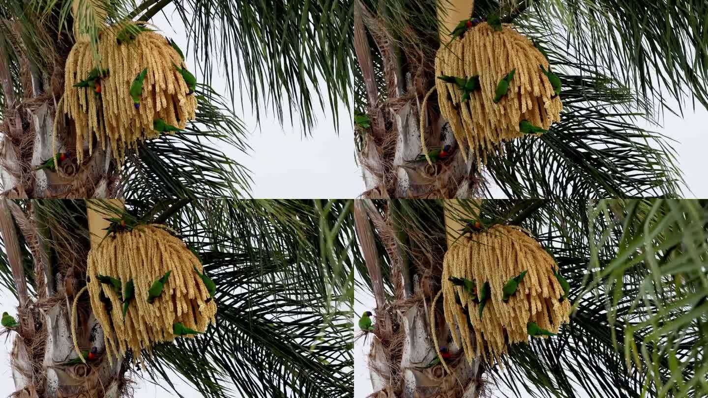 彩虹吸蜜鹦鹉在吃棕榈果