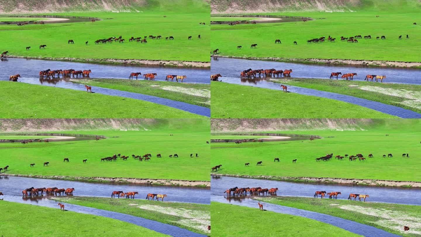 莫日格勒河边的马群