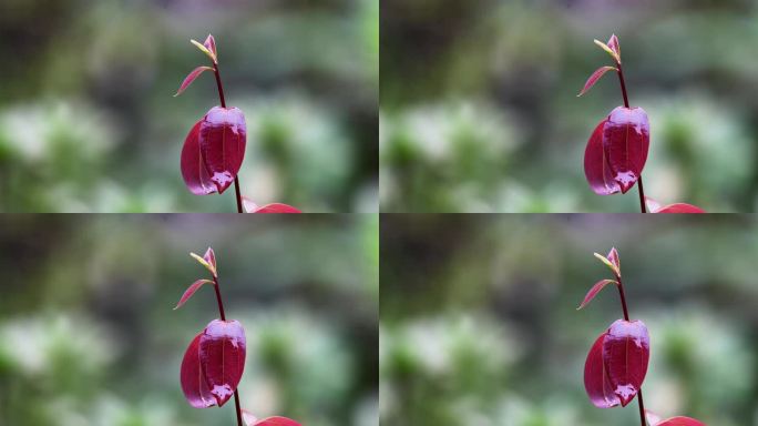 重庆南川：惊蛰“醒来”片片芽