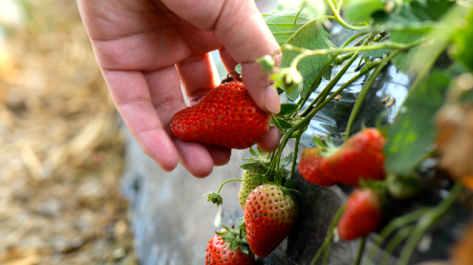 航拍 实拍有机草莓大棚采摘草莓