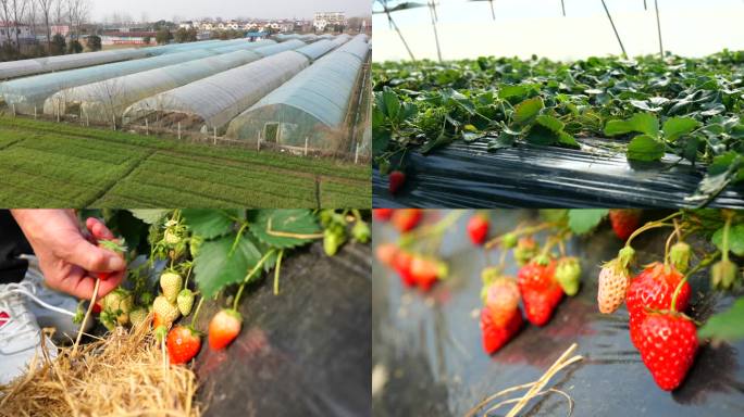 航拍 实拍有机草莓大棚采摘草莓