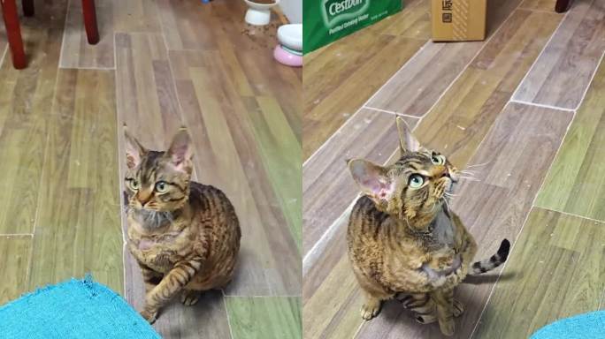 德文卷毛猫在房间里玩逗猫棒活泼多角度竖版