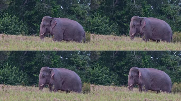 泰国，印度象，面朝左边，用耳朵扇动尾巴