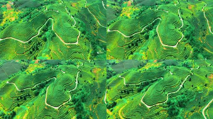 高原茶田航拍