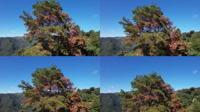 松树树顶蓝天航拍