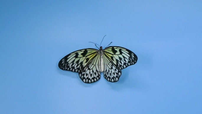 纸风筝蝴蝶在蓝色的背景