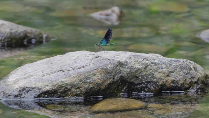清晨溪水石头上的蜻蜓