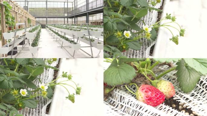 草莓  现代农业  草莓花