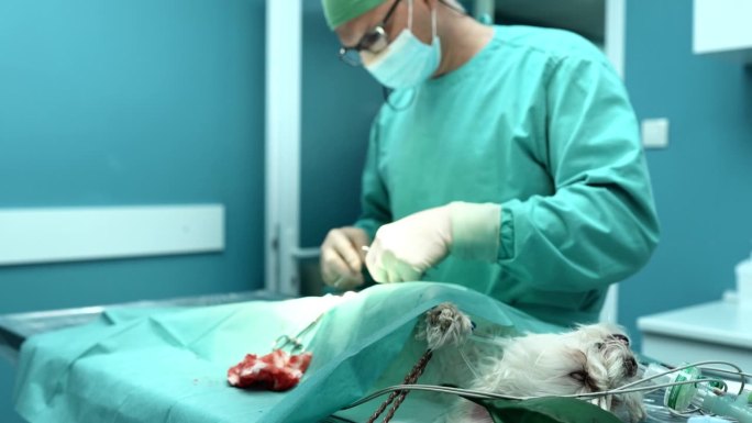 宠物狗手术动手术做手术宣传片