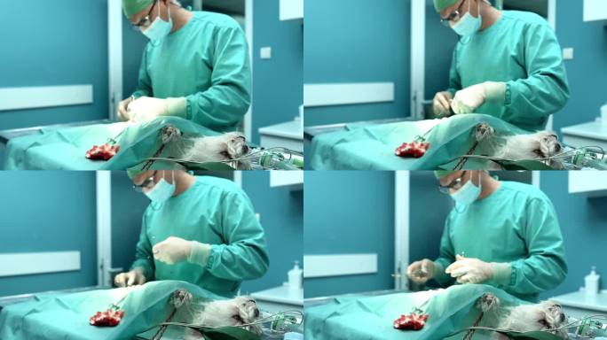 宠物狗手术动手术做手术宣传片