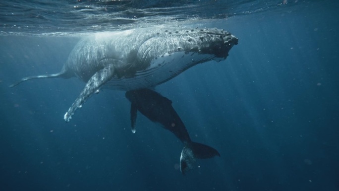 哺乳的母座头鲸通过从乳腺中射出脂肪奶来喂养幼鲸;4K水下镜头;低角度POV。