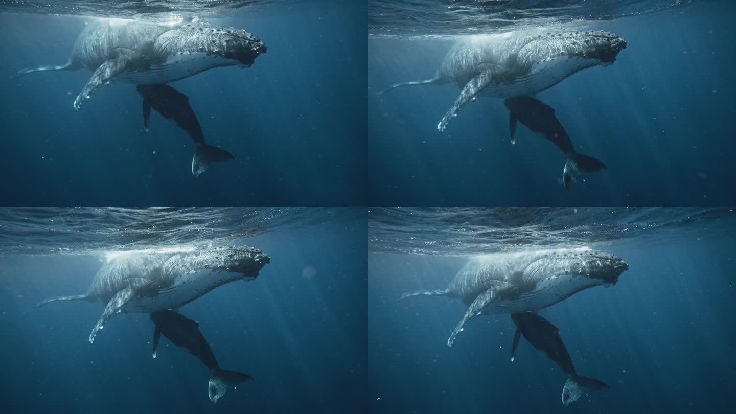 哺乳的母座头鲸通过从乳腺中射出脂肪奶来喂养幼鲸;4K水下镜头;低角度POV。