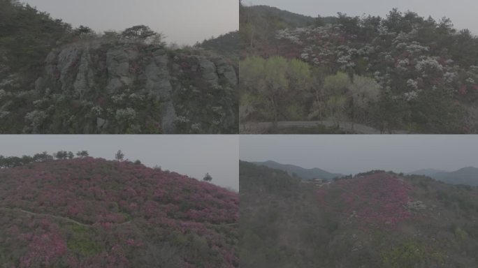 武汉黄陂云雾山杜鹃花风景航拍Dlog3