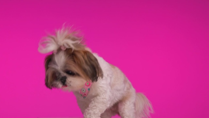 项目视频贪婪的小西施狗向上看，要求零食和舔鼻子在粉红色的背景
