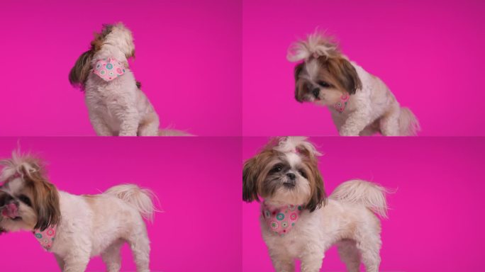 项目视频贪婪的小西施狗向上看，要求零食和舔鼻子在粉红色的背景