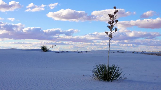 白沙国家纪念碑。美国新墨西哥州沙丘上的丝兰和沙漠裤
