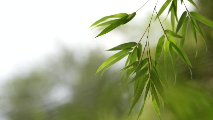 春分竹子莲花春雨清新清廉廉洁节气清明春天