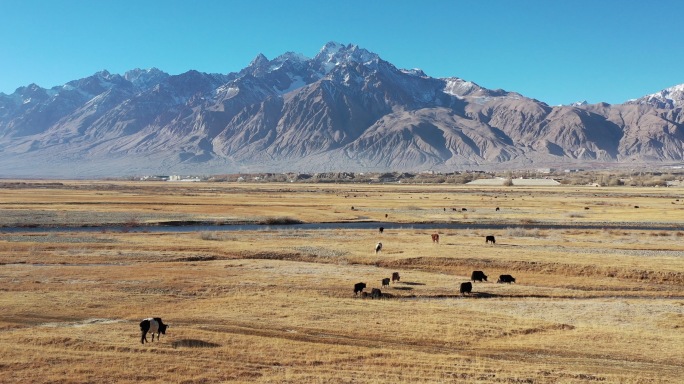 新疆塔县 金草滩 牛羊成群  航拍