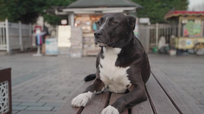 伊斯坦布尔，一只黑色安那托利亚牧羊犬坐在长椅上