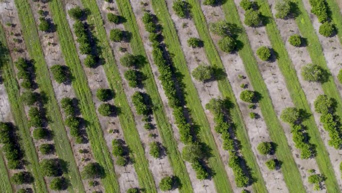 从空中俯瞰佛罗里达州柑橘农场的橘子树