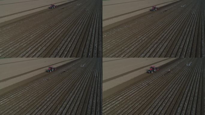 中国北方，农民在农田里用播种机种植覆膜花生
