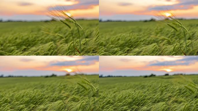 运动控制时移宁静的绿色小麦在田园诗般的乡村田野
