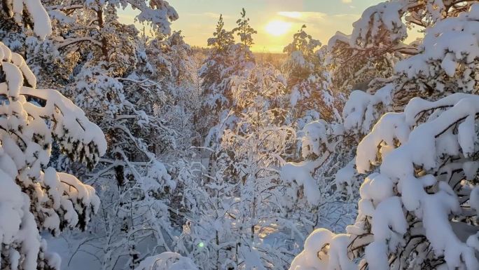 白雪皑皑的冬林在金色的夕阳下，冉冉升起