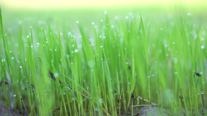 水稻种子生长的特写照片