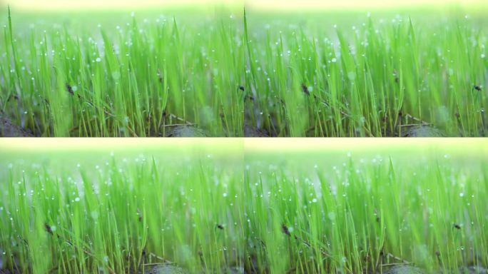 水稻种子生长的特写照片