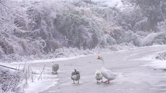 山村冬天道路结冰积雪家禽鹅鸭走路实拍