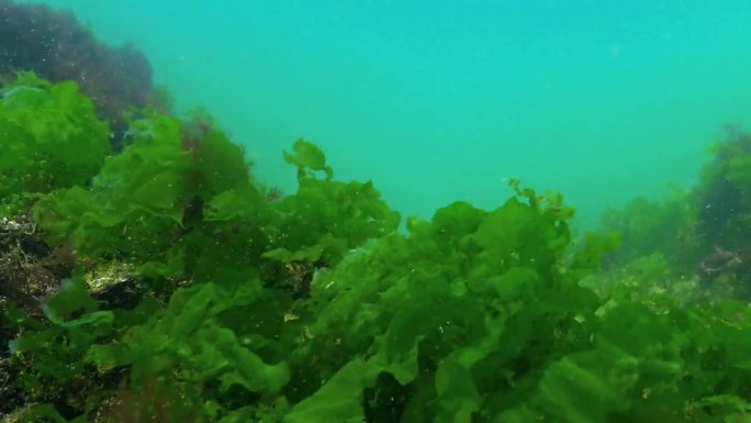 黑海的水下景观，石头上的绿色和红色藻类