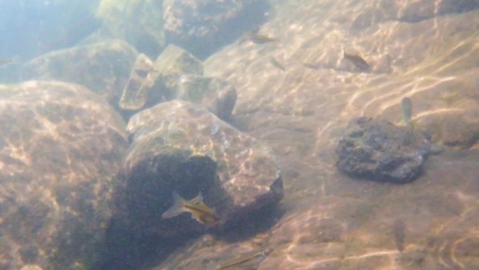 河边小溪河底海底水下世界流水岩石光影升格